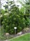 Компакт Джем (Pinus heldreichii Compact Gem) 3351