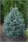 Компакта (Abies lasiocarpa Compacta) 3355