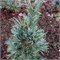 Компакта Глаука (Pinus peuce Compacta Glauca) 3357