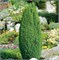 Компресса (Juniperus communis Compressa) 3360