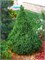 Коника (Picea glauca Conica) 3362