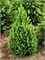 Коника Декабрь (Picea glauca Conica December) 3364