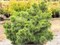 Коннектикут Слейт (Pinus strobus Connecticut Slate) 3367
