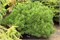 Корлейз Мэт (Pinus mugo Corley's Mat) 3372