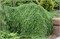 Коулс Прострэйт (Tsuga canadensis Coles Prostrate) 3377