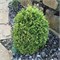 Кразнал (Thuja occidentalis Kraznal) 3379