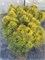 Ксавери (Pinus sylvestris Xawery) 3382