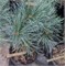 Кэри Блю (Pinus strobus Carey Blue) 3387