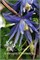 Лагуна (Clematis atragene Lagoon) 3388
