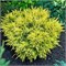 Лайм Глоу (Cedrus deodara Lime Glow) 3389