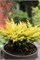 Лайм Глоу (Juniperus horizontalis Limeglow) 3390