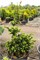 Лаки Страйк (Picea abies Lucky Strike) 3398