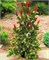 Лаки Страйк (Picea pungens Lucky Strike) 3401