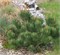 Лаурин (Pinus mugo Laurin) 3402