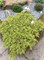 Лемон Карпет (Juniperus communis Lemon Carpet) 3408