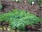 Ленинград (Juniperus davurica Leningrad) 3410