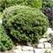 Лилипут (Pinus mugo Lilliput) 3414