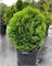 Литл Гиант (Thuja occidentalis Little Giant) 3419