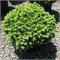 Литл Джем (Picea abies Little Gem) 3423