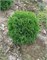 Литл Джем (Thuja occidentalis Little Gem) 3426