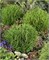Литл Чемпион (Thuja occidentalis Little Champion) 3428
