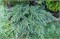 Литтл Джоанна (Juniperus squamata Little Joanna) 3431