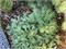 Литтл Машрум (Larix kaempferi Little Mushroom) 3433