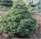 Литтл Ниндзя (Tsuga canadensis Little Ninja) 3435