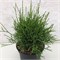 Литтл Филли (Thuja occidentalis Little Filly) 3438