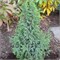 Лодери (Juniperus pingii Loderi) 3446
