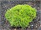 Лоу Глоу (Pinus densiflora Low Glow) 3448