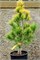 Лоуи (Pinus strobus Louie) 3452