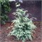 Луна (Chamaecyparis lawsoniana Luna) 3454