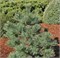 Макопин (Pinus strobus Macopin) 3466