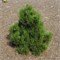 Малинки (Pinus heldreichii Malinkii) 3469