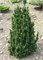 Малониана Голуб (Thuja occidentalis Malonyana Holub) 3470