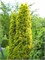Малоньяна Ауреа (Thuja occidentalis Malonyana Aurea) 3473