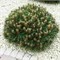 Мария Брегеон (Pinus nigra Marie Bregeon) 3478
