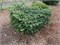 Мейерз Дварф (Abies cephalonica Meyer's Dwarf) 3491
