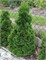 Мики (Thuja occidentalis Miky) 3500