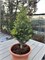 Минарет (Abies alba Minaret) 3503