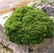 Минима (Chamaecyparis obtusa Minima) 3504