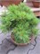 Минима (Pinus strobus Minima) 3506