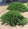 Минт Джулеп (Juniperus pfitzeriana Mint Julep) 3510