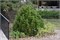 Минт Траффл (Pinus heldreichii Mint Truffle) 3513