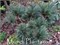 Минто (Pinus strobus Minto) 3516