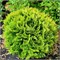Мириам (Thuja occidentalis Mirjam) 3520