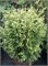 Мисс Фрости (Thuja occidentalis Miss Frosty) 3521