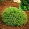 Мистер Боулинг Болл (Thuja occidentalis Mr Bowling Ball) 3523