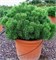 Мопс (Pinus mugo Mops) 3529